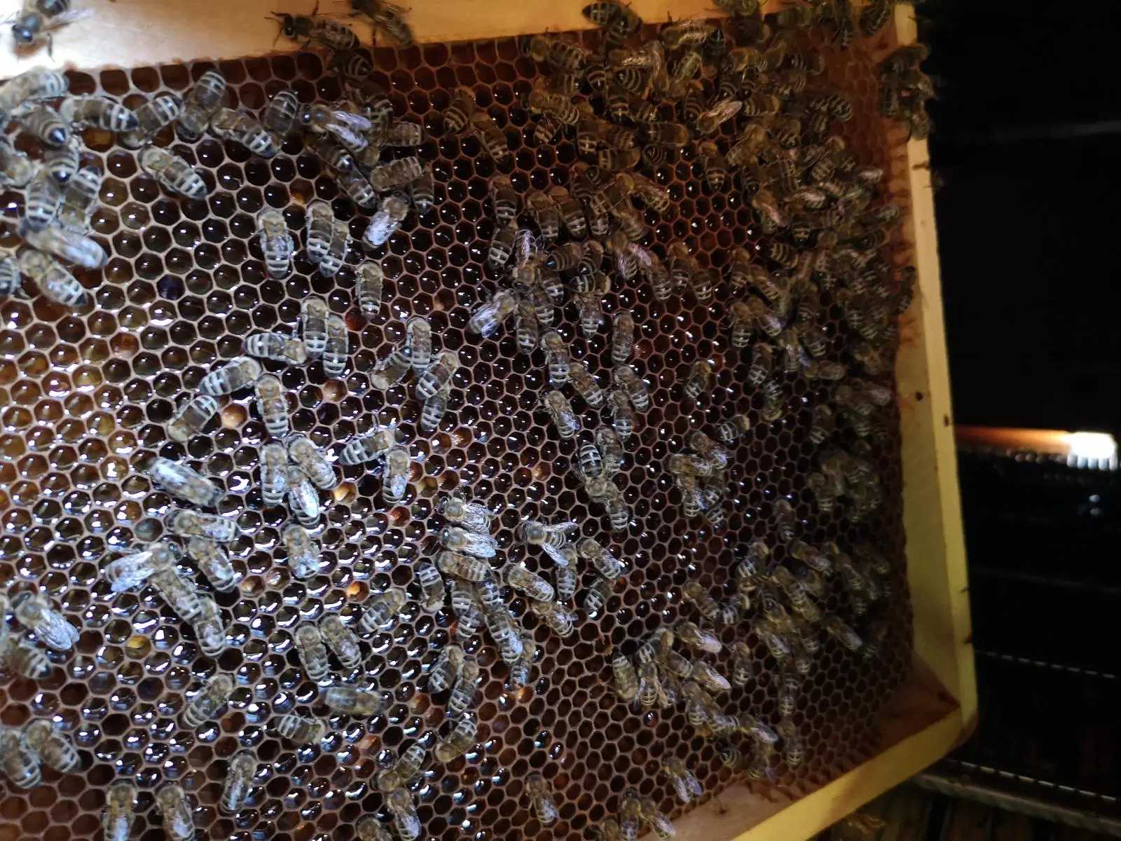 Utrinki iz čebelnjaka 31